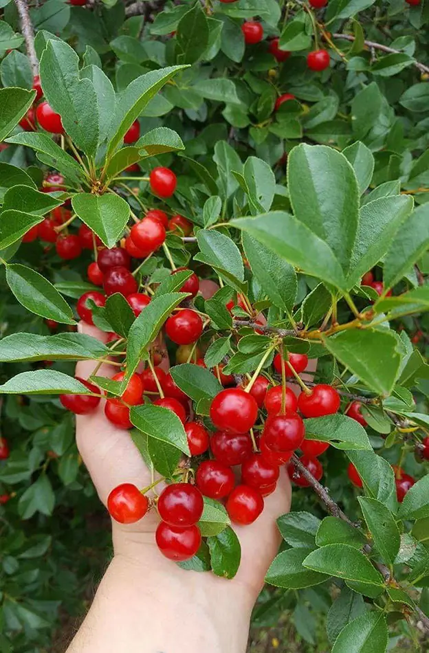 U-Pick Cherries at Everyday Farms