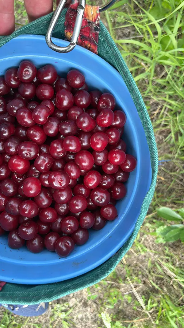 U-Pick Cherries -Clavet - Saskatchewan - Everyday Farms