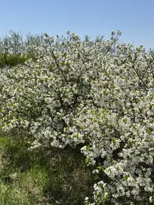 a bush with white flowers