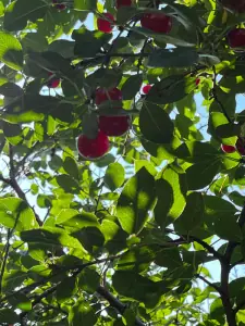 U-Pick Cherries - Saskatchewan